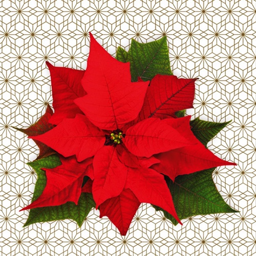 Christmas Poinsettia